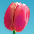 Inkscape-pel festett tulipnkp rszlete.