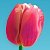 Inkscape-pel rajzolt tulipnfej.